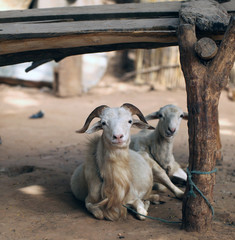 two funny goats under wooden consturcion