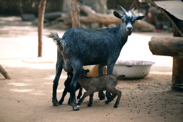 goat feeding a baby