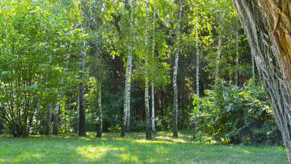 Fototapeta premium Alley in the old summer overgrown park