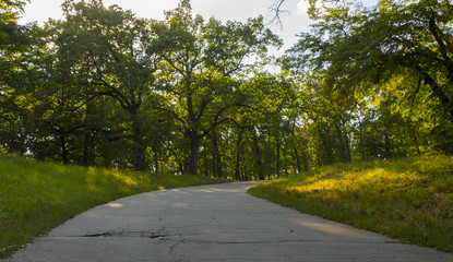 Alley in the old summer overgrown park