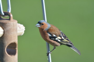 Chaffinch