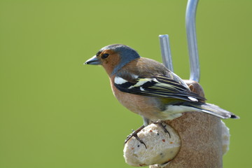 Chaffinch