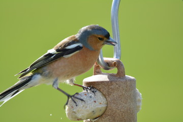 Chaffinch