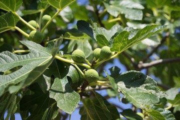 Fototapeta premium Closeup picture on the riped green fig fruits on the fig tree between the leaves just before the daily harvest. Ticture is taken in the summer in the small organic orchard in Balkan area.