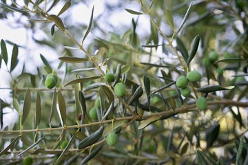 Close-up of an olive branch in an orchard. Detailed Picture on the stick of olive tree with the...