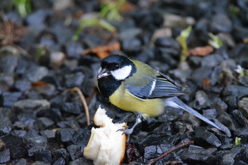 Great Tit