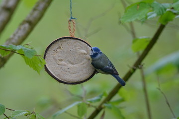Blue Tit