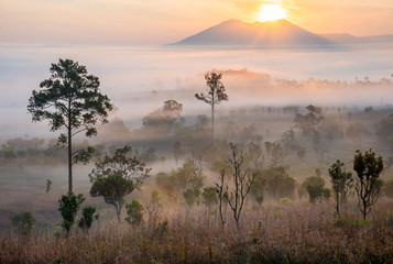 Plakat Dramatic fog, sunrise, beautiful vivid and romantic golden sky at Thung Sa Lang Luang, between Phitsanulok and Petchabun, Thailand.
