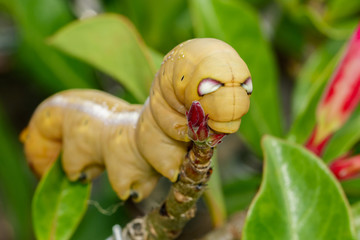 Image of Caterpillar Oleander Hawk-moth (Daphnis nerii) on nature background. Insect Animal