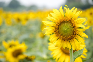 Beautiful yellow sunflower in the farm background