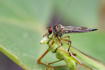 Image of an robber fly(Asilidae) eating grasshopper on green leaves. Reptile Animal