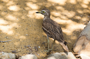 Stone-curlew, also known as dikkop or thick-knees