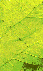 Naklejka na ściany i meble Vintage Texture of Dry Leaf