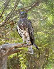 Short-toed snake eagle (Circaetus gallicus), also known as short-toed eagle