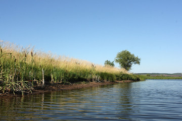Steppe pond with a lonely willow and lush riparian vegetation against a blue sky