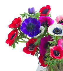 Fresh colorful Anemones blooming flowers bouquet close up isolated on white background