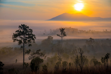 Dramatic fog, sunrise with beautiful vivid and romantic golden sky at Thung Sa Lang Luang, between Phitsanulok and Petchabun, Thailand.