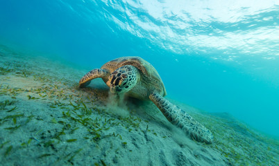 Hawksbill turtle eating sea grass from sandy bottom