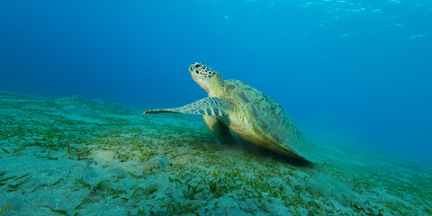 Naklejka na ściany i meble Hawksbill turtle eating sea grass from sandy bottom