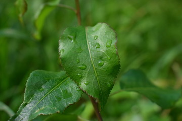 Green leaf with water drops on it
