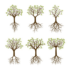 Obraz premium Set of Color Trees with Roots. Vector Illustration.