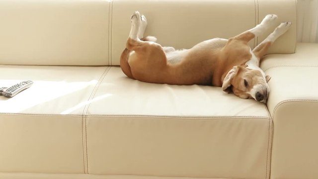 A very lazy relaxed beagle Lies down on a sofa for sleeping