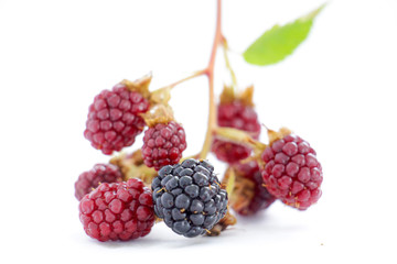  organic blackberry