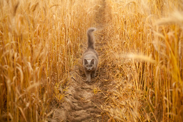 grey cat in the wheat field contryside