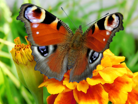European Peacock butterfly on a marigold flower in a garden on a sunny day 