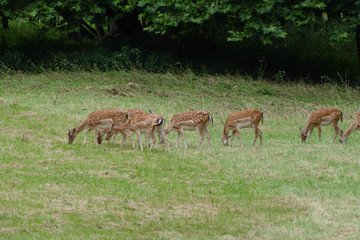 fallow deer