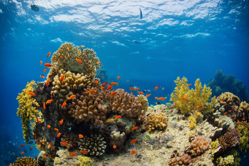 Fototapeta na wymiar Beautiful coral reef with sealife