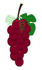 Bunch of Red Grapes Vector