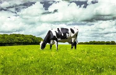 Schwarz/Wei&szlig;e Kuh auf der Weide