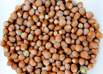Hazelnut. Fresh organic filbert