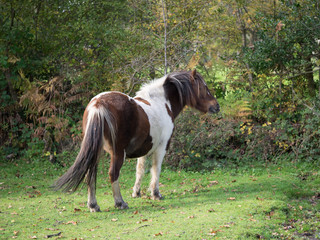 Skewbald New Forest pony