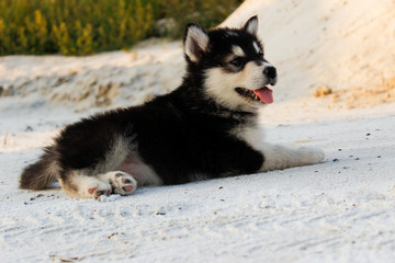 Puppy Alaskan Malamute