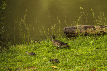 FEMALE WOOD DUCK WITH DUCKLINGS