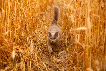 grey cat in the wheat field contryside