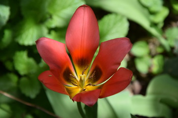 Blütenträume Tulpenstern