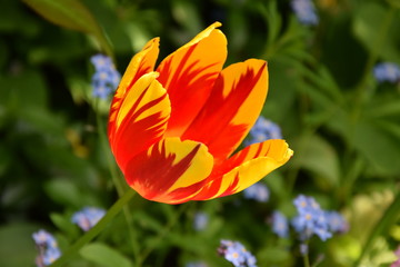 Blütenträume Tulpe wie bemalt