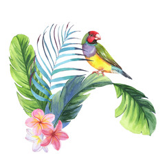 Hand drawn watercolor illustration of colorful finch bird with banana leaves and plumeria flowers isolated on the white background