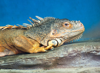Portrait of green igufnf