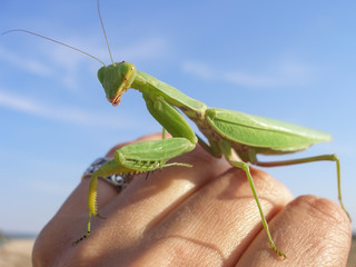 praying mantis in the hand on sky background