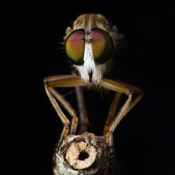 rober,robberfly,lowkey,extrememacro,macro,insect