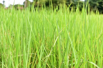 Environment concept of leaf green, green field background.
