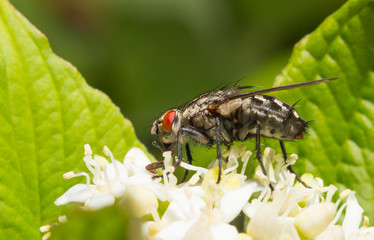 macro photo of a fly