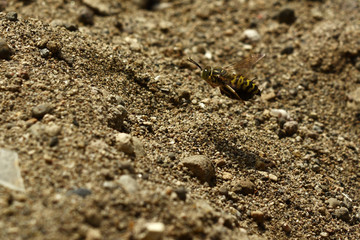 bee,sand,freezing
