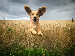 Gardinen Golden Cocker spaniel dog running through a field of wheat. © dambuster