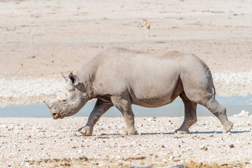 Obraz premium Black rhinoceros with horns trimmed, walking