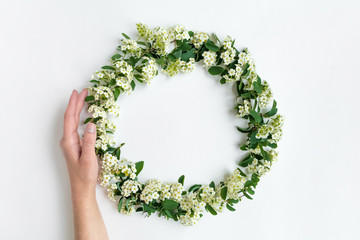 Woman hand holding flowering Spirea arguta (brides plant) wreath on white table. Flat lay, top view